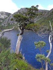 Athrotaxis selaginoides