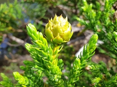 Athrotaxis selaginoides