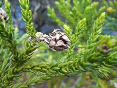 Athrotaxis selaginoides