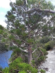 Athrotaxis selaginoides