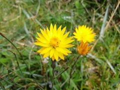 Xerochrysum subundulatum