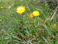 Xerochrysum subundulatum