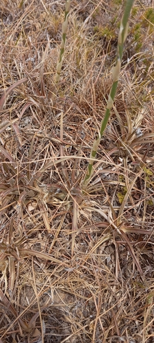 Dyckia remotiflora, photograph 6