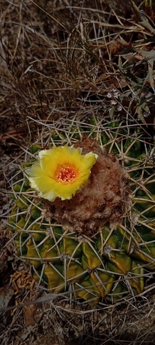 Parodia erinacea