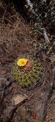 Parodia erinacea