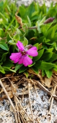 Silene acutifolia