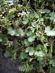 Hydrocotyle moschata moschata