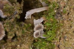 Craterellus sinuosus