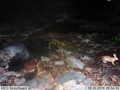 Sylvilagus cunicularius insolitus