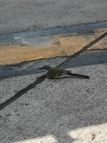 iNaturalist: (c) Elena_Sherehora, some rights reserved (CC BY-NC), uploaded by Elena_Sherehora iNaturalist image