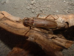 Eburia