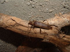 Eburia