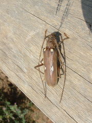 Eburia