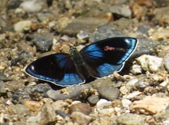 Catagramma hystaspes