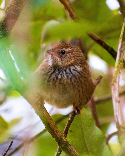New Zealand Fernbird (Poodytes punctatus), photo 2