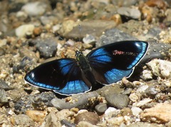 Catagramma hystaspes