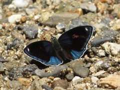 Catagramma hystaspes