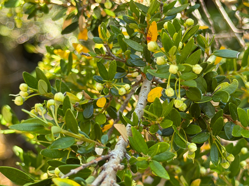Myrceugenia ovata, photograph 5