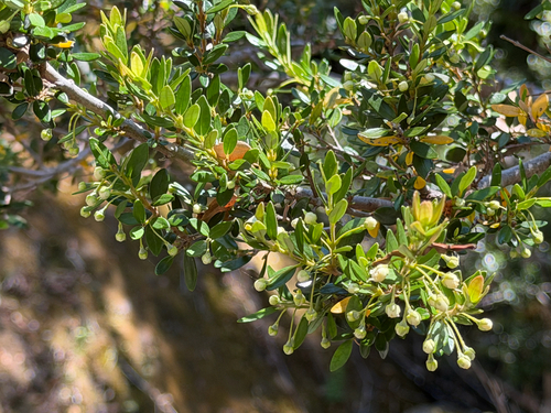 Myrceugenia ovata, photograph 6