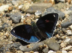 Catagramma hystaspes