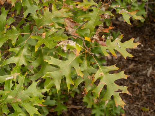 Buckley's oak (Quercus buckleyi)