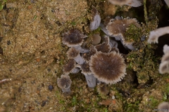 Craterellus sinuosus