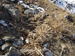 Archangelica brevicaulis