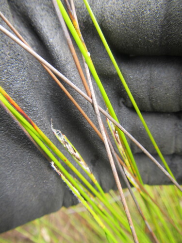 Hairy Veldrush (Schoenus neovillosus)