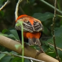 Southern Red Bishop (Euplectes orix), photo 5