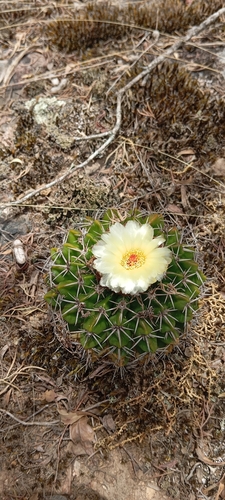 Parodia erinacea