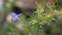 Lobelia gibbosa