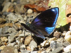 Catagramma hystaspes