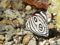 Catagramma hystaspes