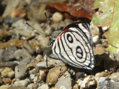 Catagramma hystaspes