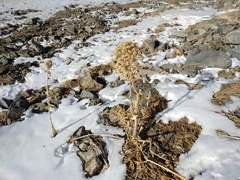 Archangelica brevicaulis