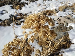 Archangelica brevicaulis