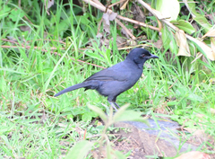 Laniarius funebris