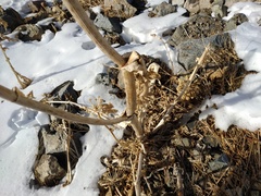 Archangelica brevicaulis