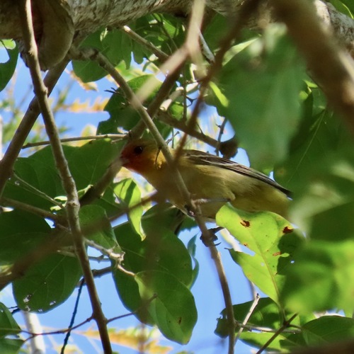 Western Tanager (Piranga ludoviciana)