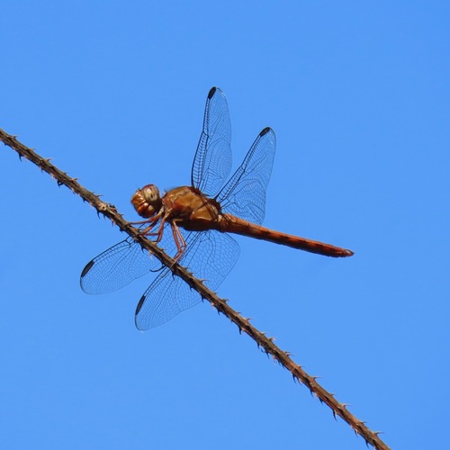 Carmine Skimmer (Orthemis discolor)