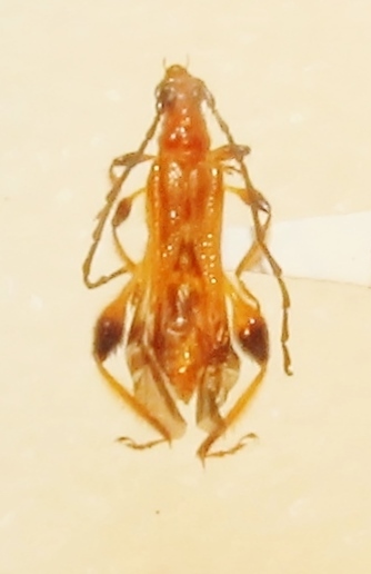 Oxycoleus bicolor