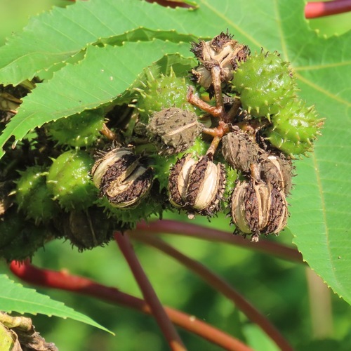 Higuerilla (Ricinus communis)