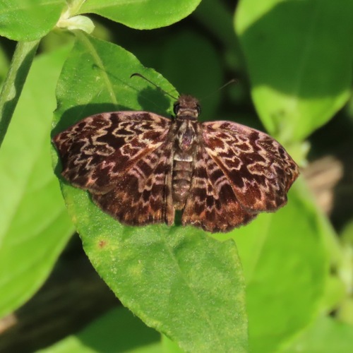 Widespread Bent-Skipper (Cycloglypha thrasibulus)