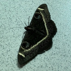 Cyligramma latona