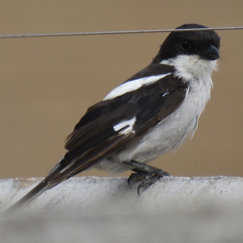 Southern Fiscal (Lanius collaris), photo 8