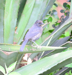 Laniarius funebris