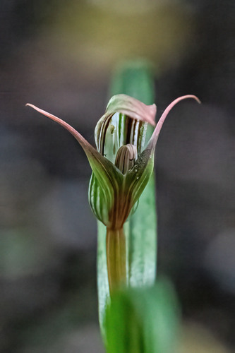 Irson’s Greenhood Orchid (Pterostylis irsoniana)