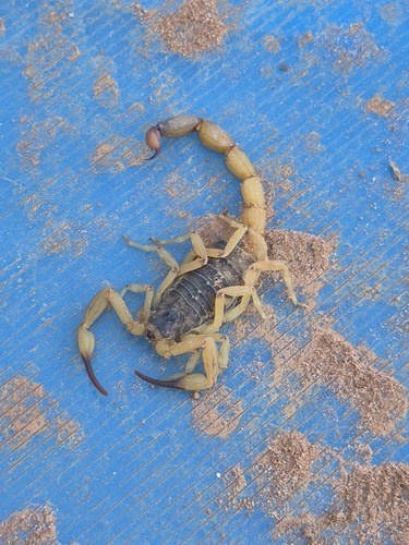 Brazilian Yellow Scorpion