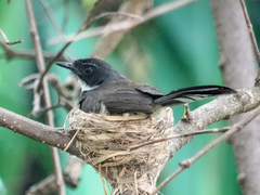 Rhipidura javanica