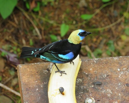 Golden-hooded Tanager (Stilpnia larvata), photo 8